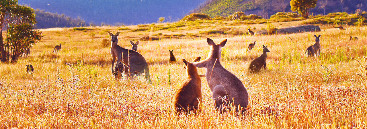 Poster of Thung lũng kangaroo