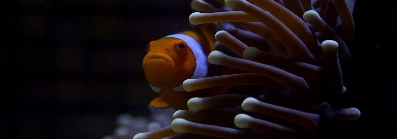 Poster of Great Barrier Reef